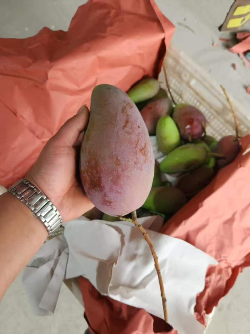 广西贵妃台芒大青芒大量上市支持全网一件代发