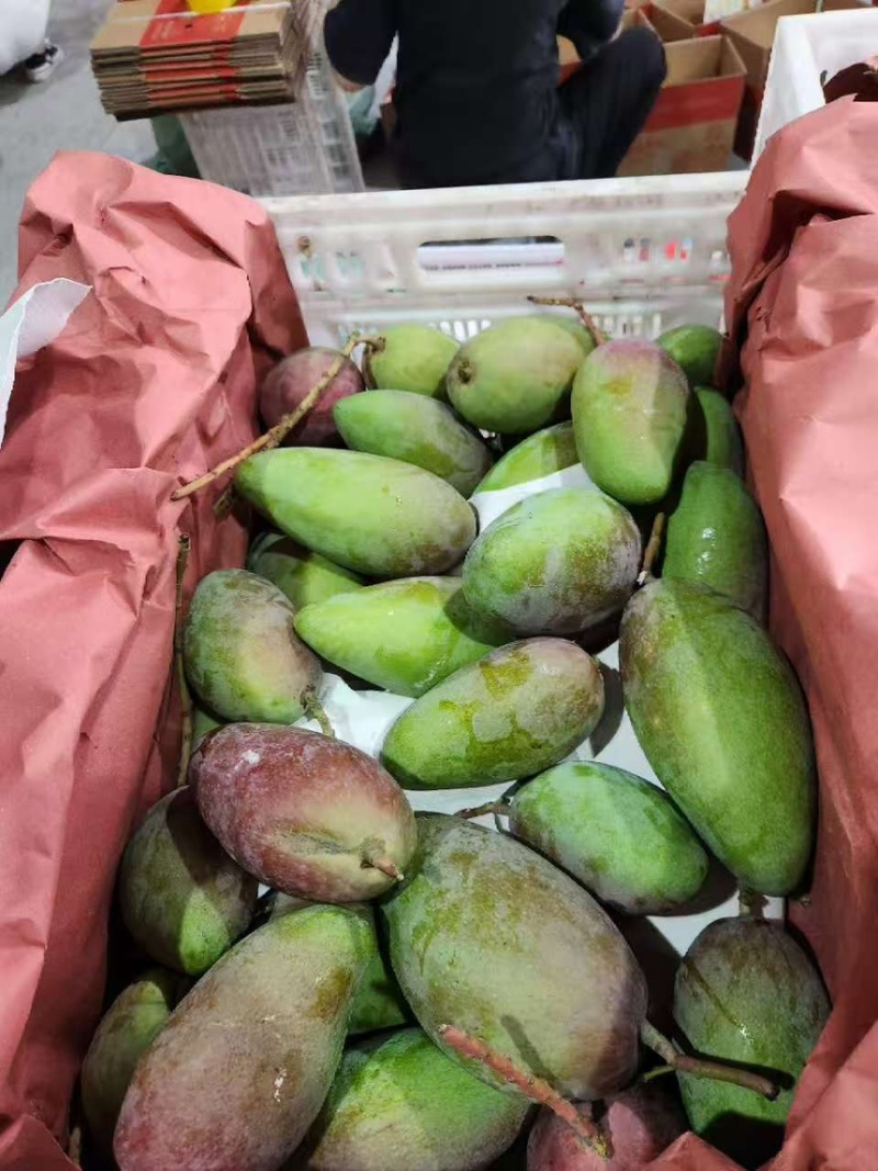 广西贵妃台芒大青芒大量上市支持全网一件代发