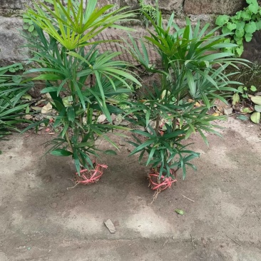细叶棕竹