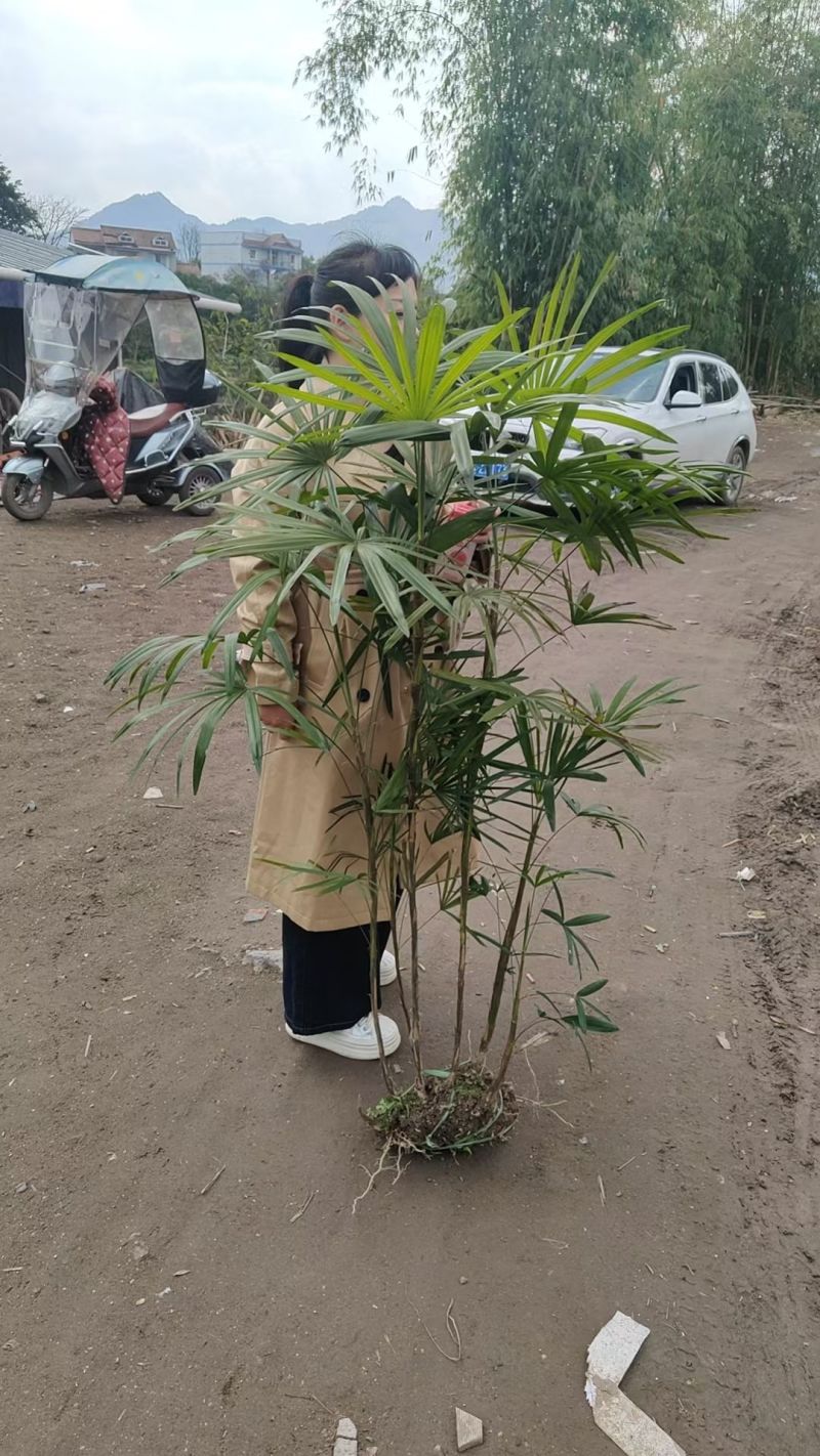 细叶棕竹