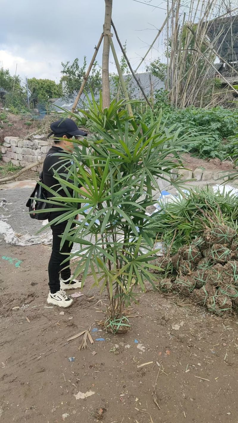 细叶棕竹