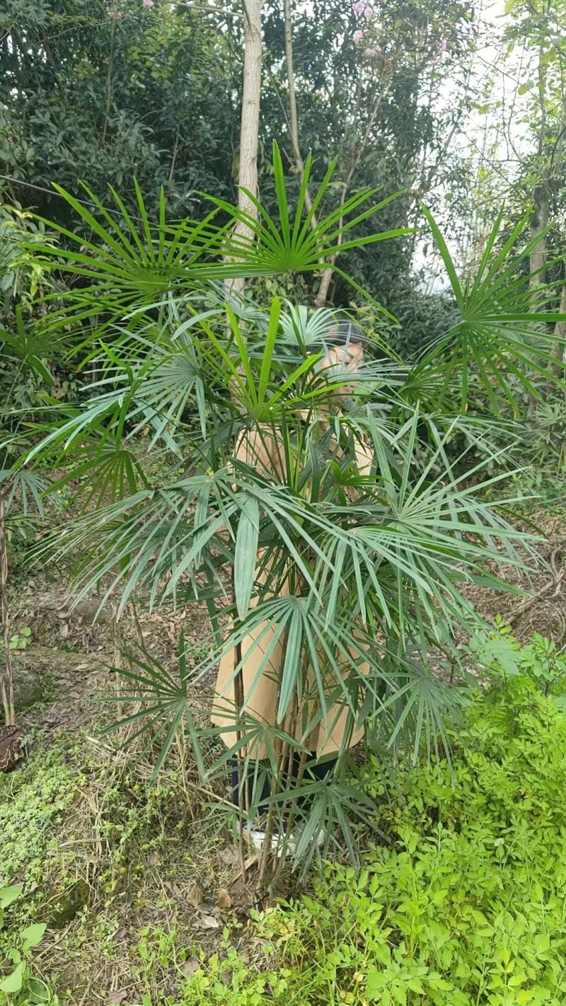 细叶棕竹