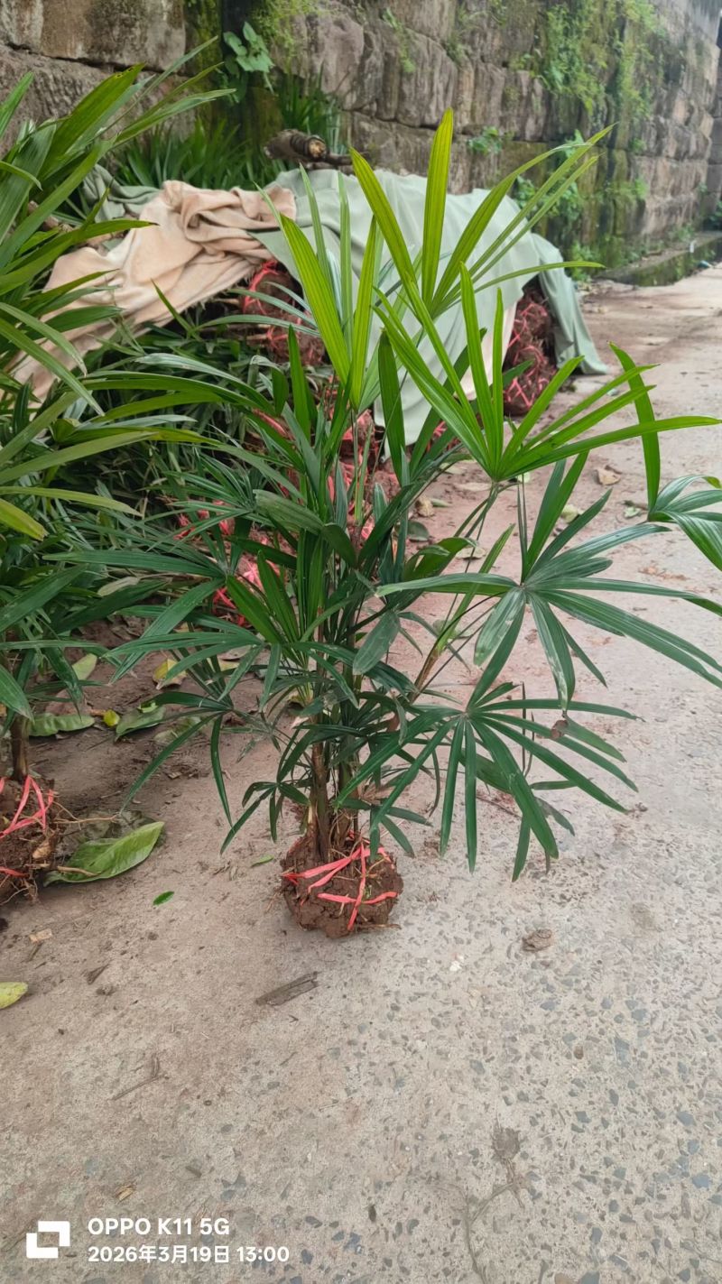 细叶棕竹
