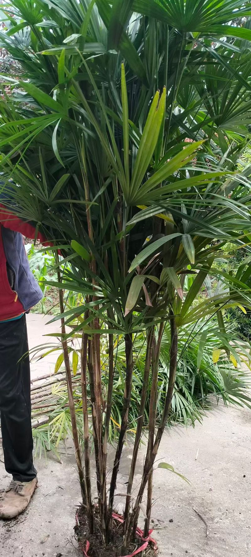 细叶棕竹