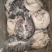 罗非鱼，开背400/500，500/600，8