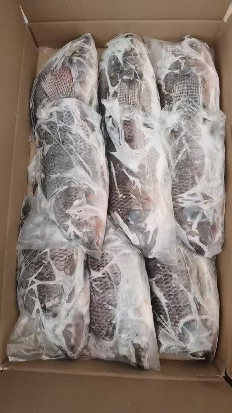罗非鱼，开背400/500，500/600，8