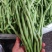 农娃娃N6架豆王无筋产量高绿条圆长架豆种籽大田用种耐热耐