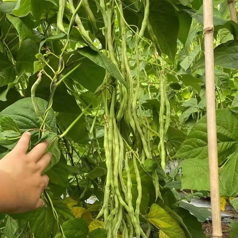 农娃娃N6架豆王无筋产量高绿条圆长架豆种籽大田用种耐热耐
