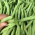 农娃娃N6架豆王无筋产量高绿条圆长架豆种籽大田用种耐热耐