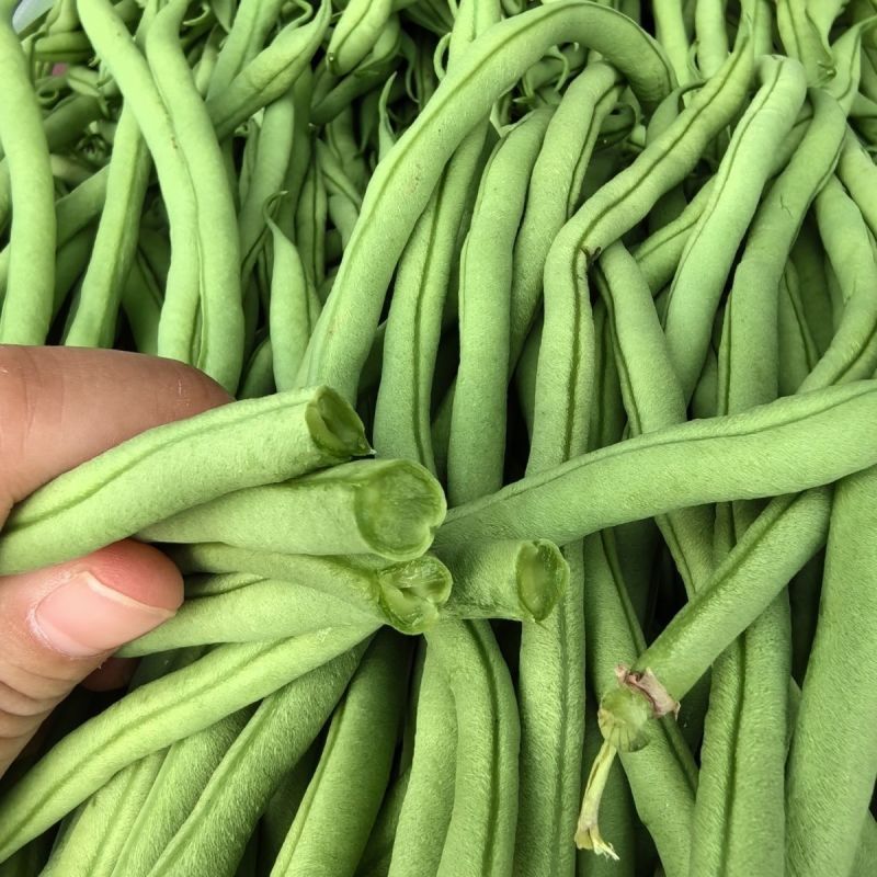 农娃娃N6架豆王无筋产量高绿条圆长架豆种籽大田用种耐热耐