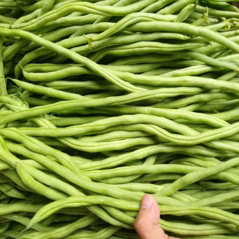农娃娃N6架豆王无筋产量高绿条圆长架豆种籽大田用种耐热耐