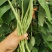农娃娃N6架豆王无筋产量高绿条圆长架豆种籽大田用种耐热耐