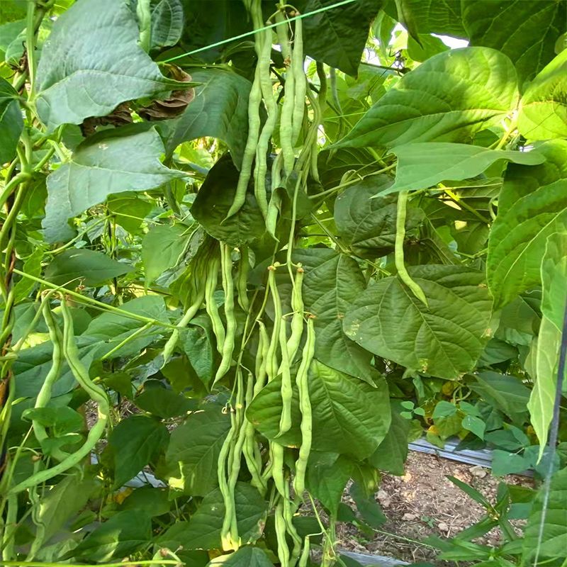 农娃娃N6架豆王无筋产量高绿条圆长架豆种籽大田用种耐热耐