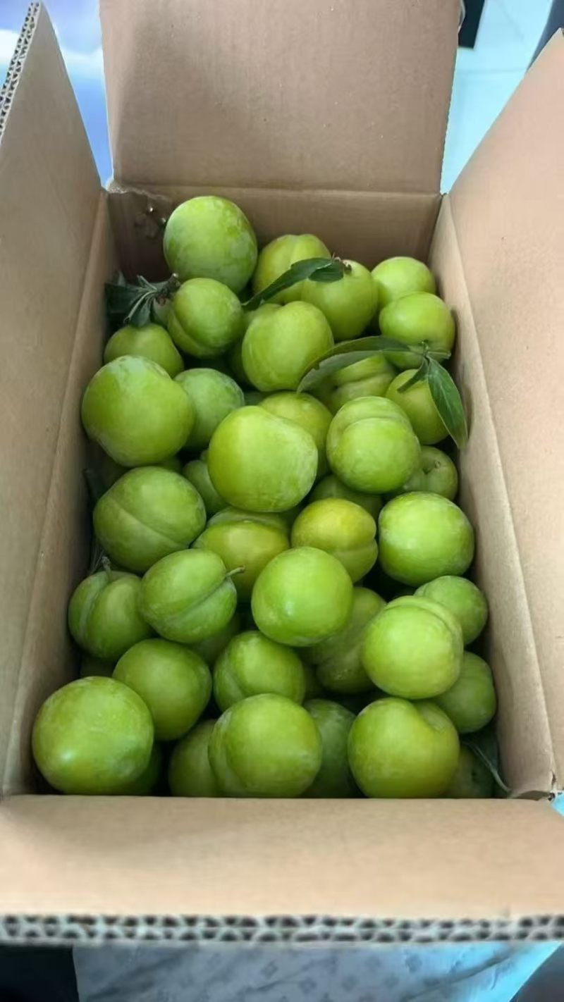 贵州脱骨李支持线上线下一件代发/量大从优欢迎来电