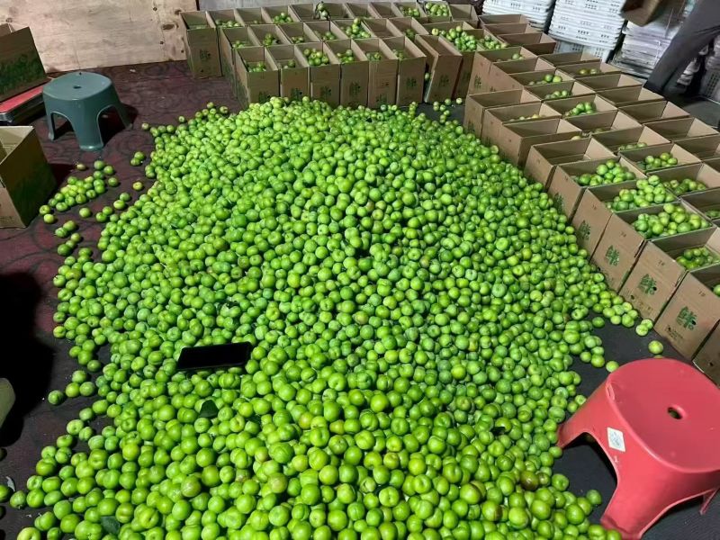 贵州脱骨李支持线上线下一件代发/量大从优欢迎来电