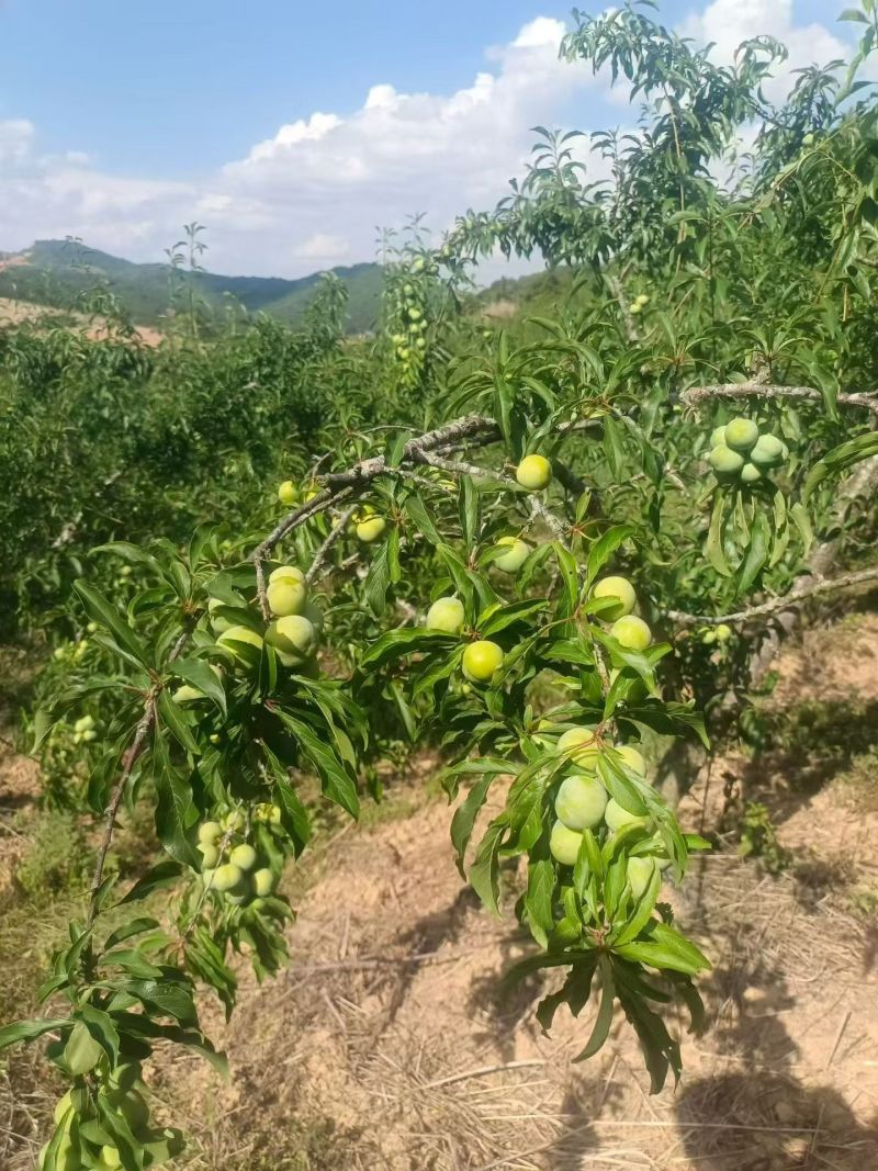 贵州脱骨李支持线上线下一件代发/量大从优欢迎来电
