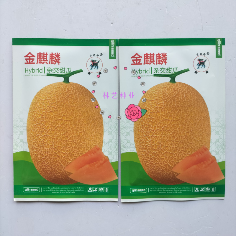 金麒麟甜瓜种子中熟超甜薄皮香瓜种籽网纹金黄色椭圆形哈密瓜