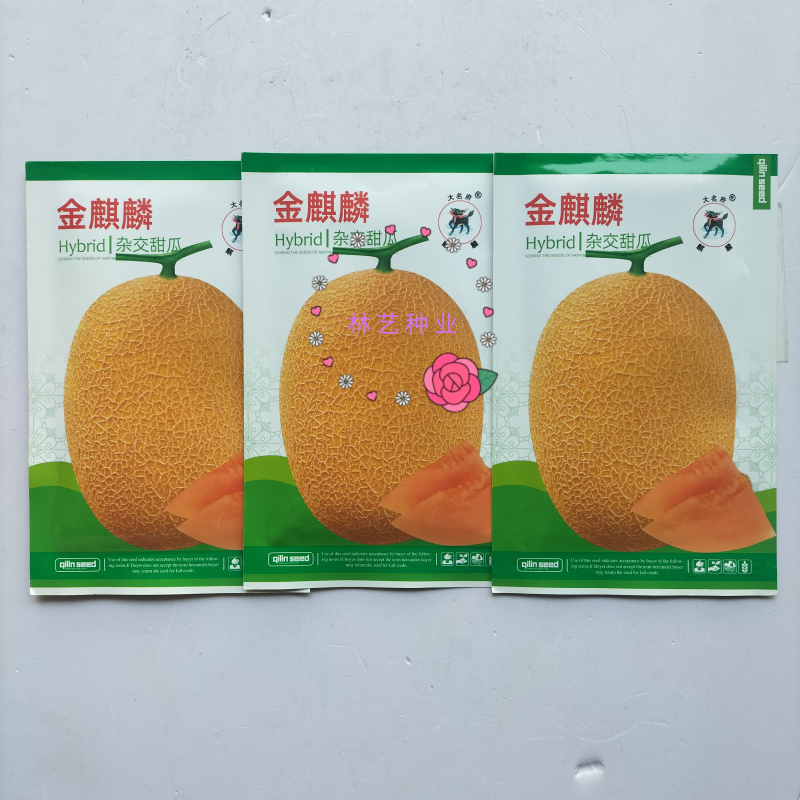 金麒麟甜瓜种子中熟超甜薄皮香瓜种籽网纹金黄色椭圆形哈密瓜