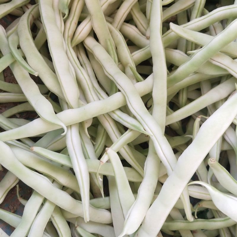 中华一尺大金豆种子中熟荚青白色圆长开白花菜豆架豆四季豆种
