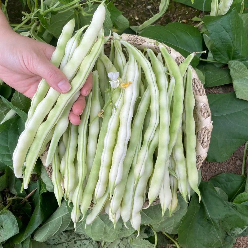 中华一尺大金豆种子中熟荚青白色圆长开白花菜豆架豆四季豆种