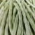 中华一尺大金豆种子中熟荚青白色圆长开白花菜豆架豆四季豆种