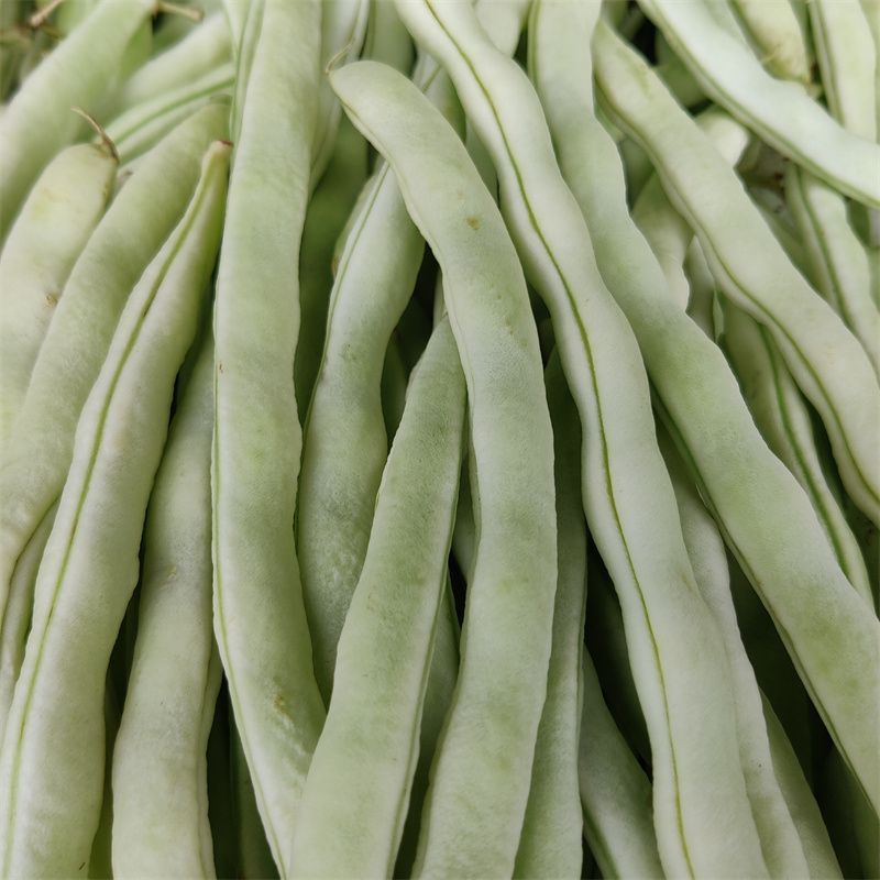 中华一尺大金豆种子中熟荚青白色圆长开白花菜豆架豆四季豆种