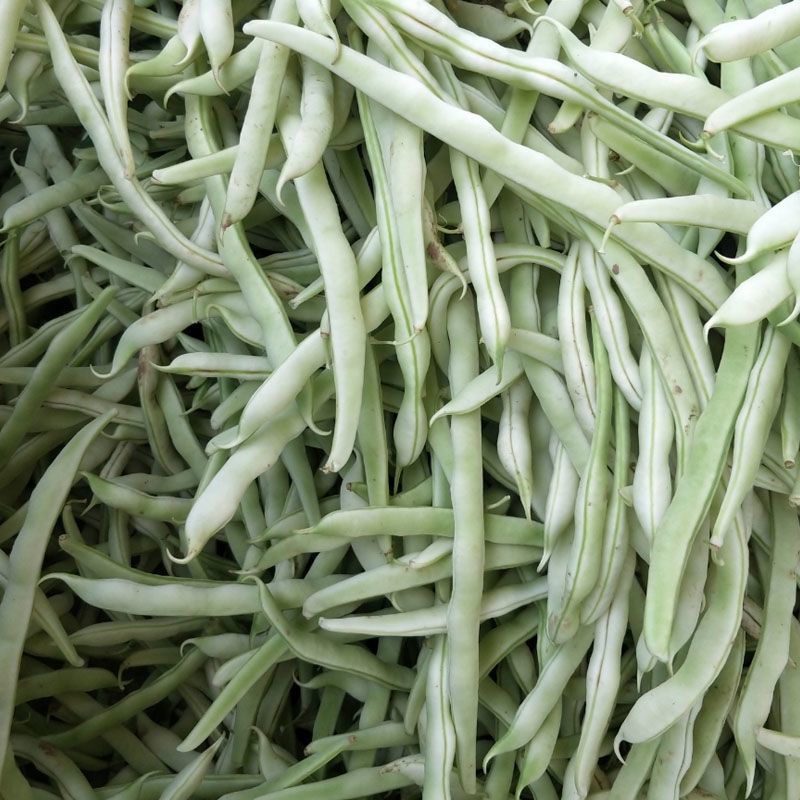 中华一尺大金豆种子中熟荚青白色圆长开白花菜豆架豆四季豆种