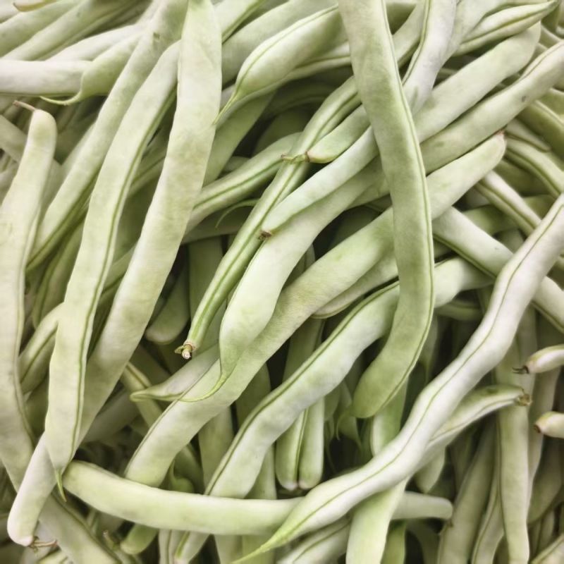 中华一尺大金豆种子中熟荚青白色圆长开白花菜豆架豆四季豆种