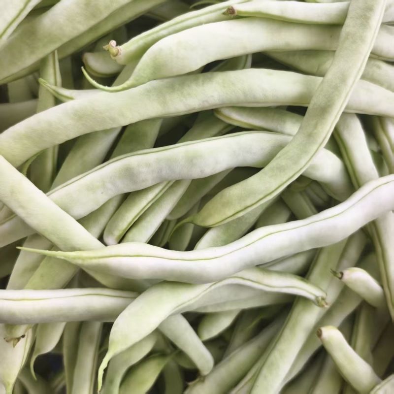中华一尺大金豆种子中熟荚青白色圆长开白花菜豆架豆四季豆种