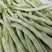 中华一尺大金豆种子中熟荚青白色圆长开白花菜豆架豆四季豆种