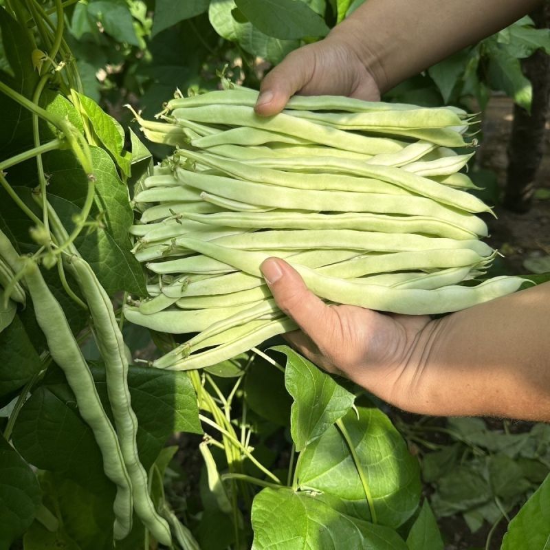 中华一尺大金豆种子中熟荚青白色圆长开白花菜豆架豆四季豆种