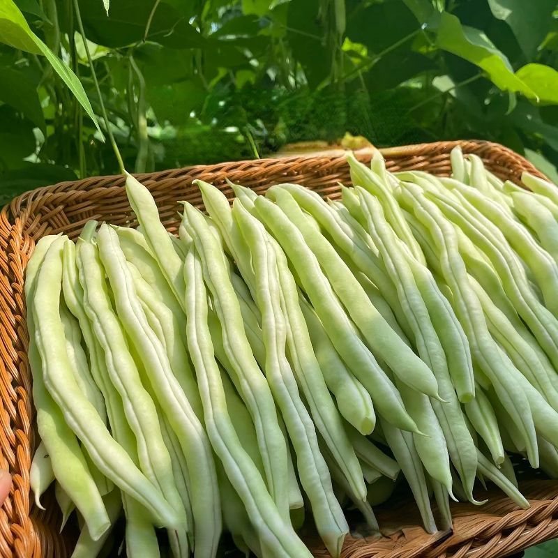 中华一尺大金豆种子中熟荚青白色圆长开白花菜豆架豆四季豆种