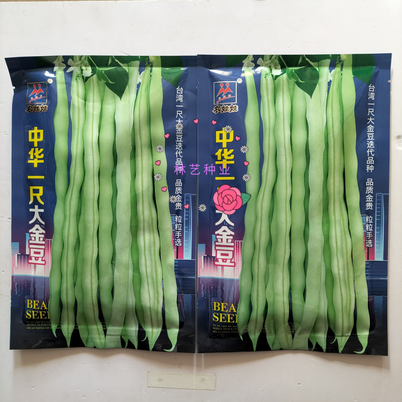 中华一尺大金豆种子中熟荚青白色圆长开白花菜豆架豆四季豆种