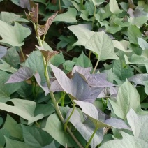 福慧农业脱毒北京553试管扩繁大田苗