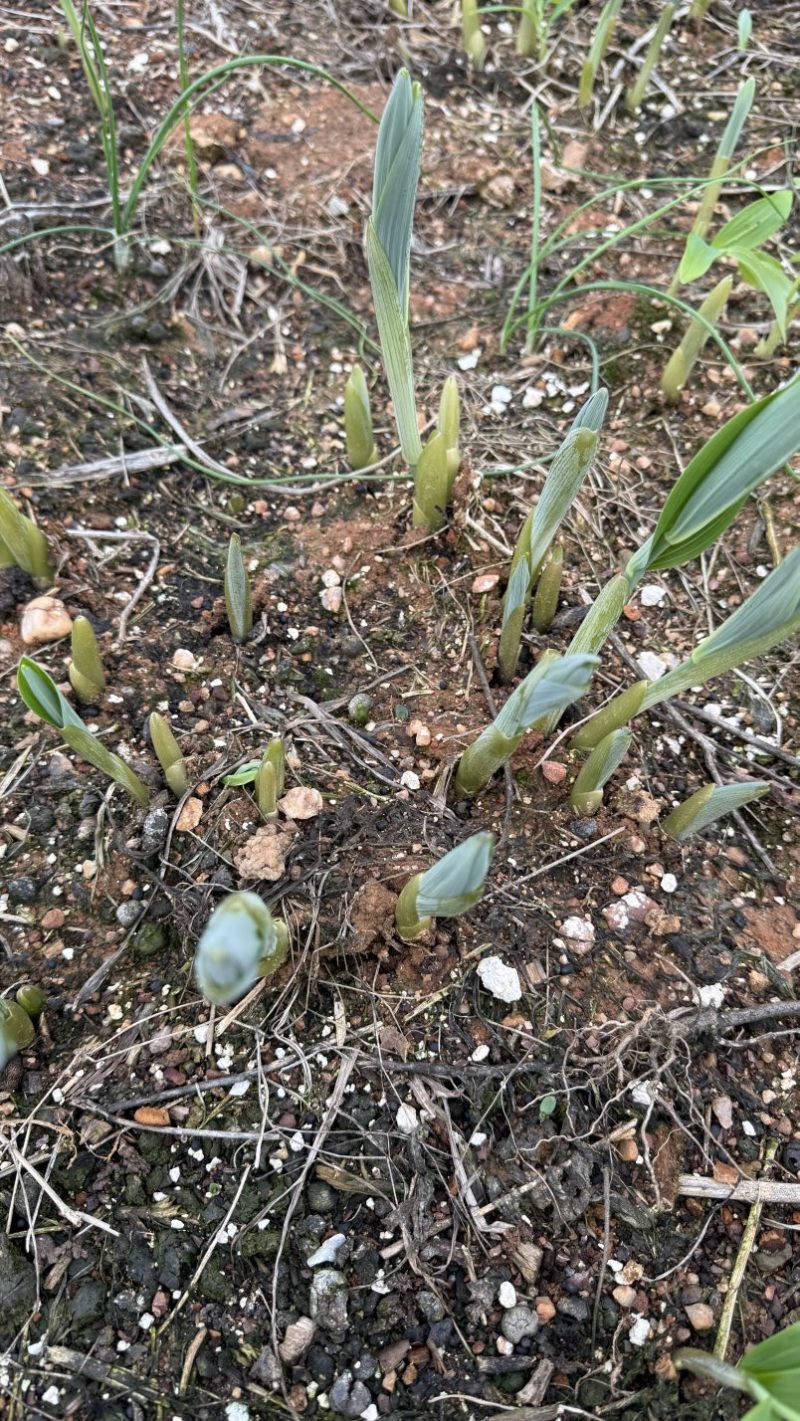 优质多花倒苗姜型苗，一年苗，两年苗，三年苗，块茎，
