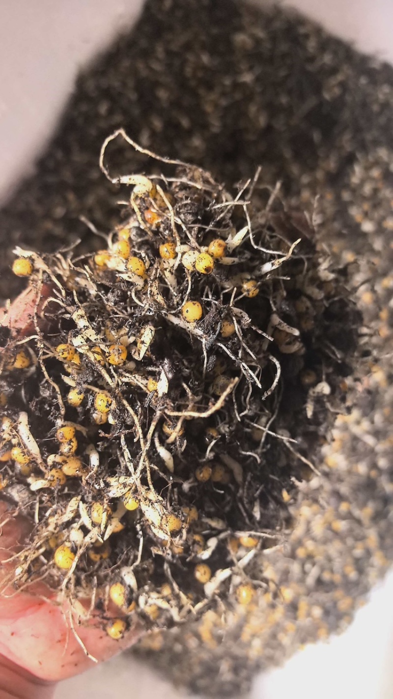 优质多花倒苗姜型苗，一年苗，两年苗，三年苗，块茎，