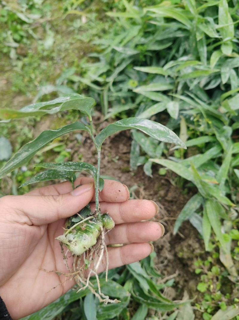 优质多花倒苗姜型苗，一年苗，两年苗，三年苗，块茎，