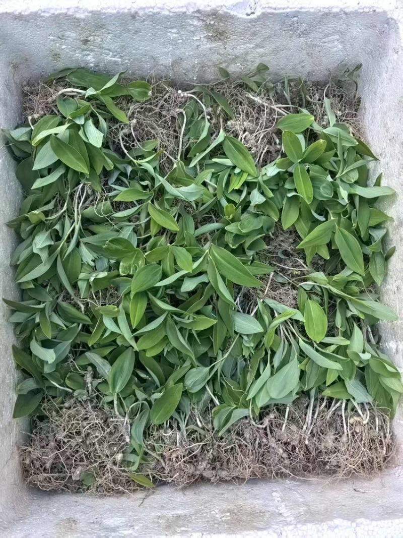 优质多花倒苗姜型苗，一年苗，两年苗，三年苗，块茎，