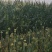 鲜白粘糯玉米，澳洲糯75