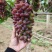 茉莉香葡萄大量上市葡萄基地品种多价格美丽