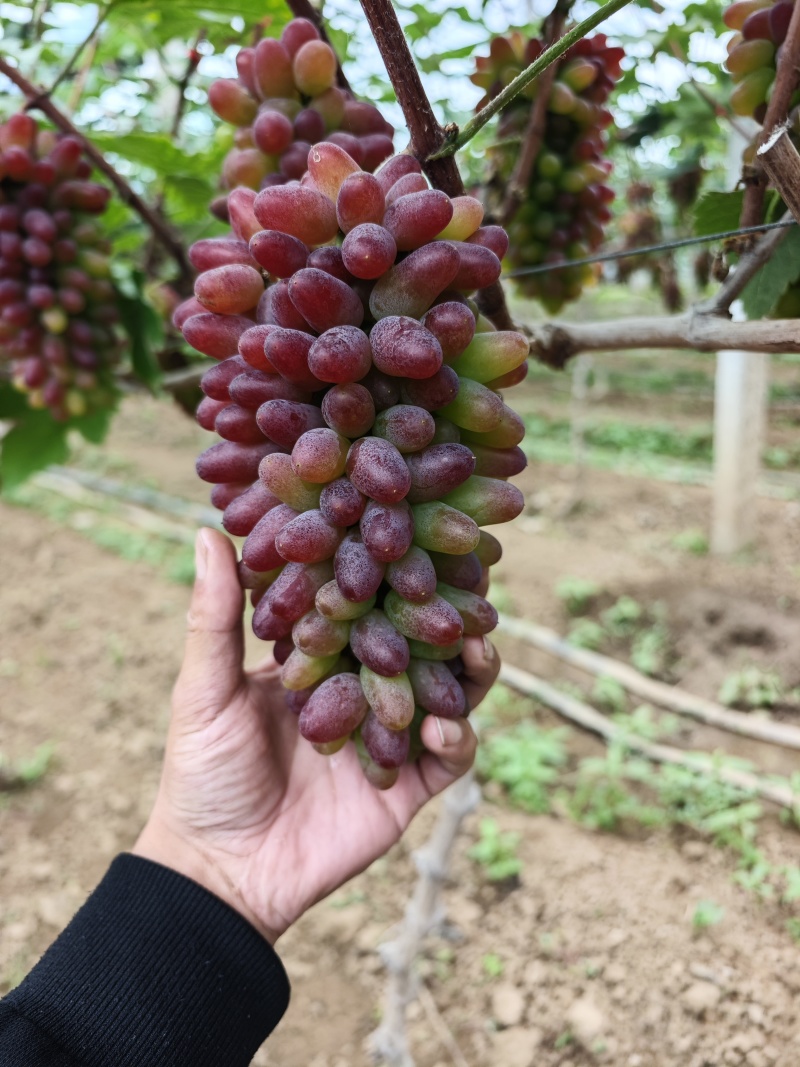 茉莉香葡萄大量上市葡萄基地品种多价格美丽