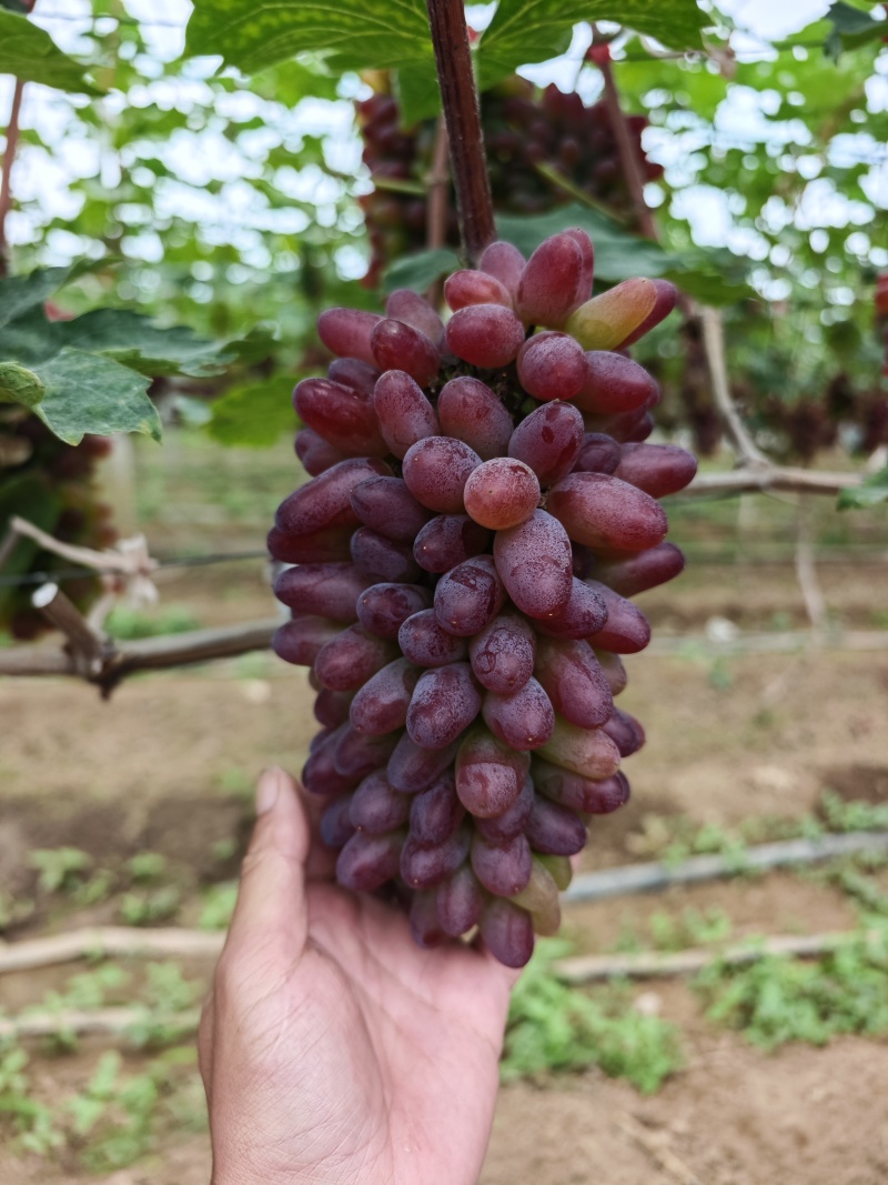 茉莉香葡萄大量上市葡萄基地品种多价格美丽