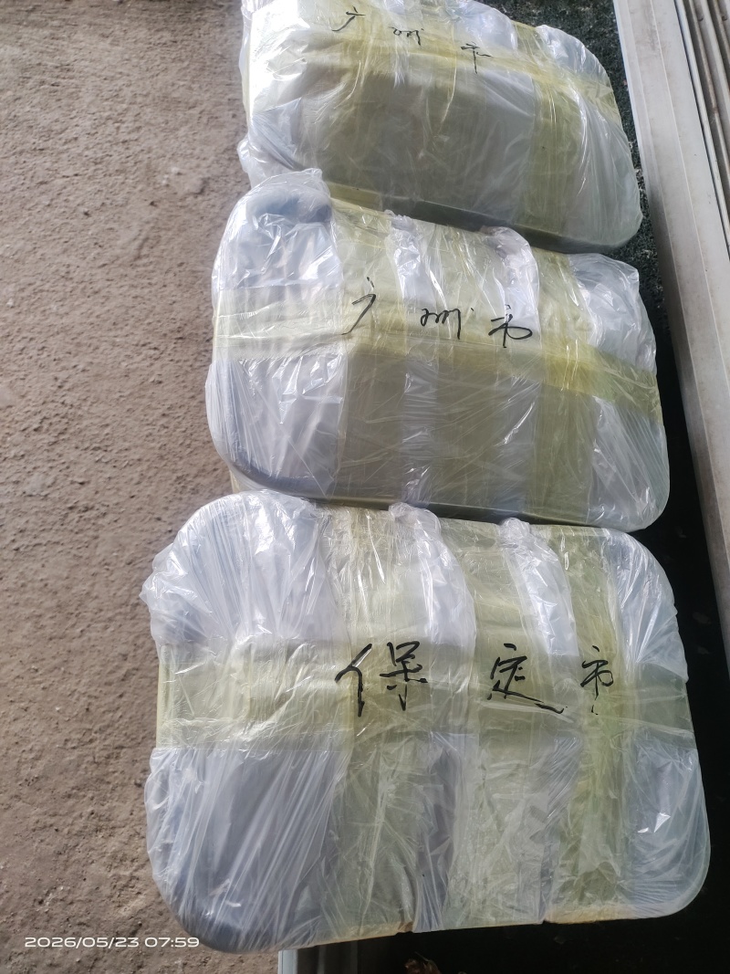 草菇出菇套装含1斤菌种5斤发酵好的培养料到家播种坐等出菇