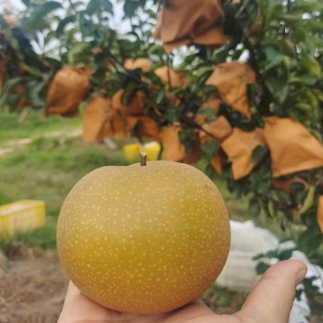 晚熟梨苗1-3公分植株健壮梨树丑梨苗包成活