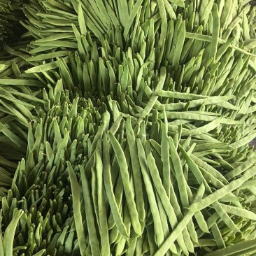 一级扁豆