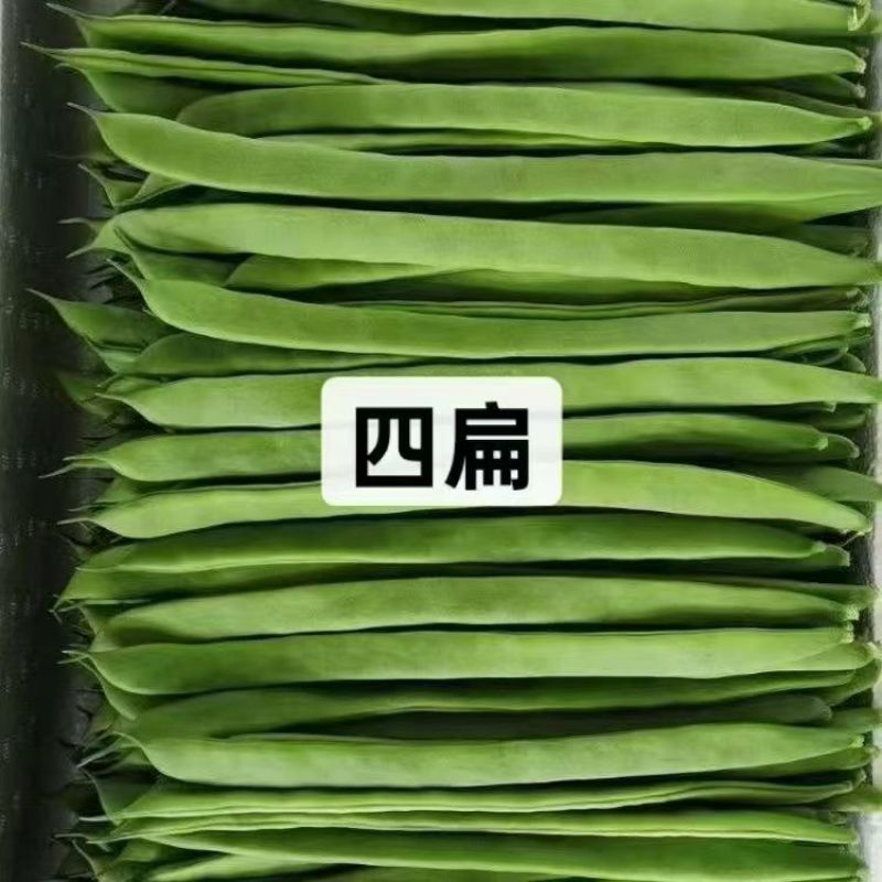 一级扁豆