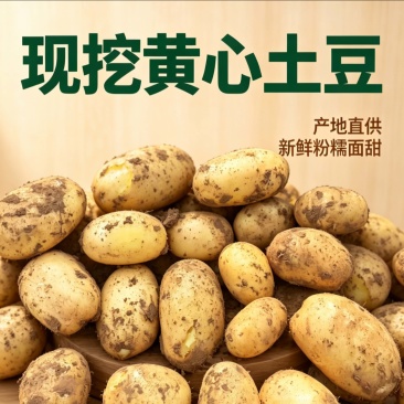 【黄心土豆】河南基地直供质量保证一手货源对接商超市场