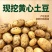 【黄心土豆】河南基地直供质量保证一手货源对接商超市场