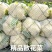 有机花菜河南基地直供质量保证一手货源全国发货