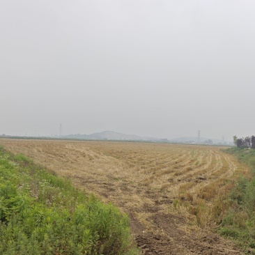 芜湖市弋江区有200亩地，可做农业订单种植。旱地。